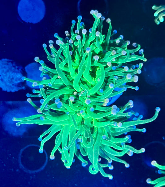 Cotton Candy torch - splitting into 2 heads