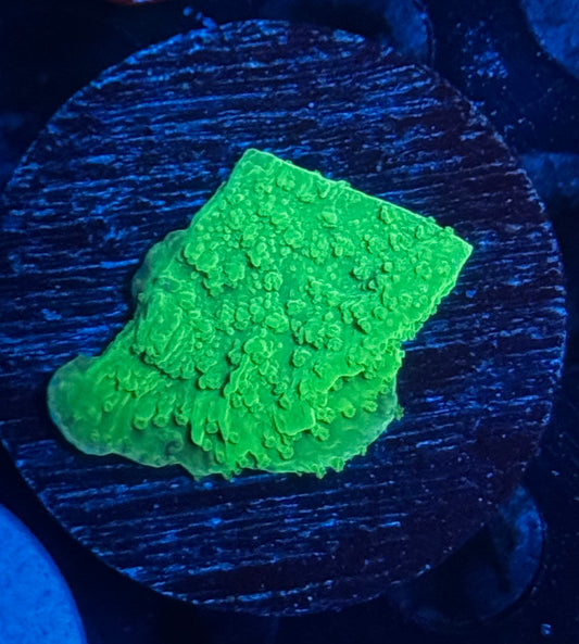 Green Monti