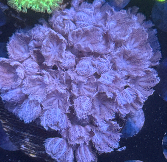 Pulsating Xenia