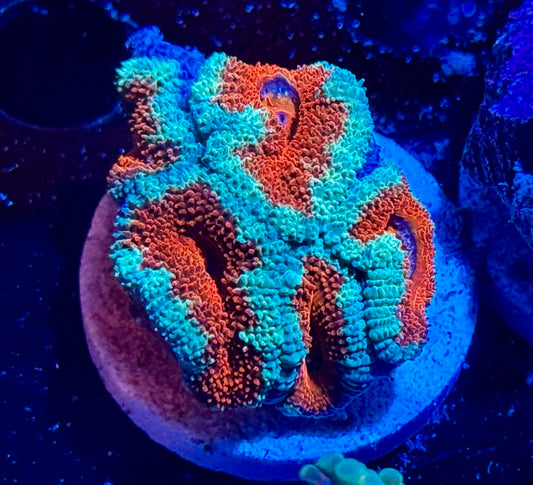 Mint Cherry Acan