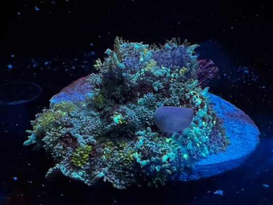 Blue Balls bounce mushroom