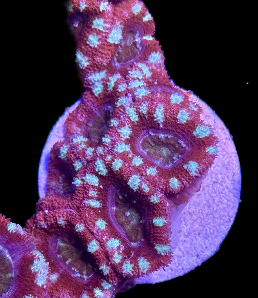 Candy Cane Acan