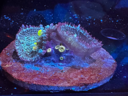 Circus bounce double w/ zoas