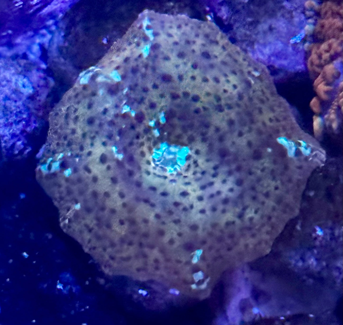 Leopard discoma mushroom