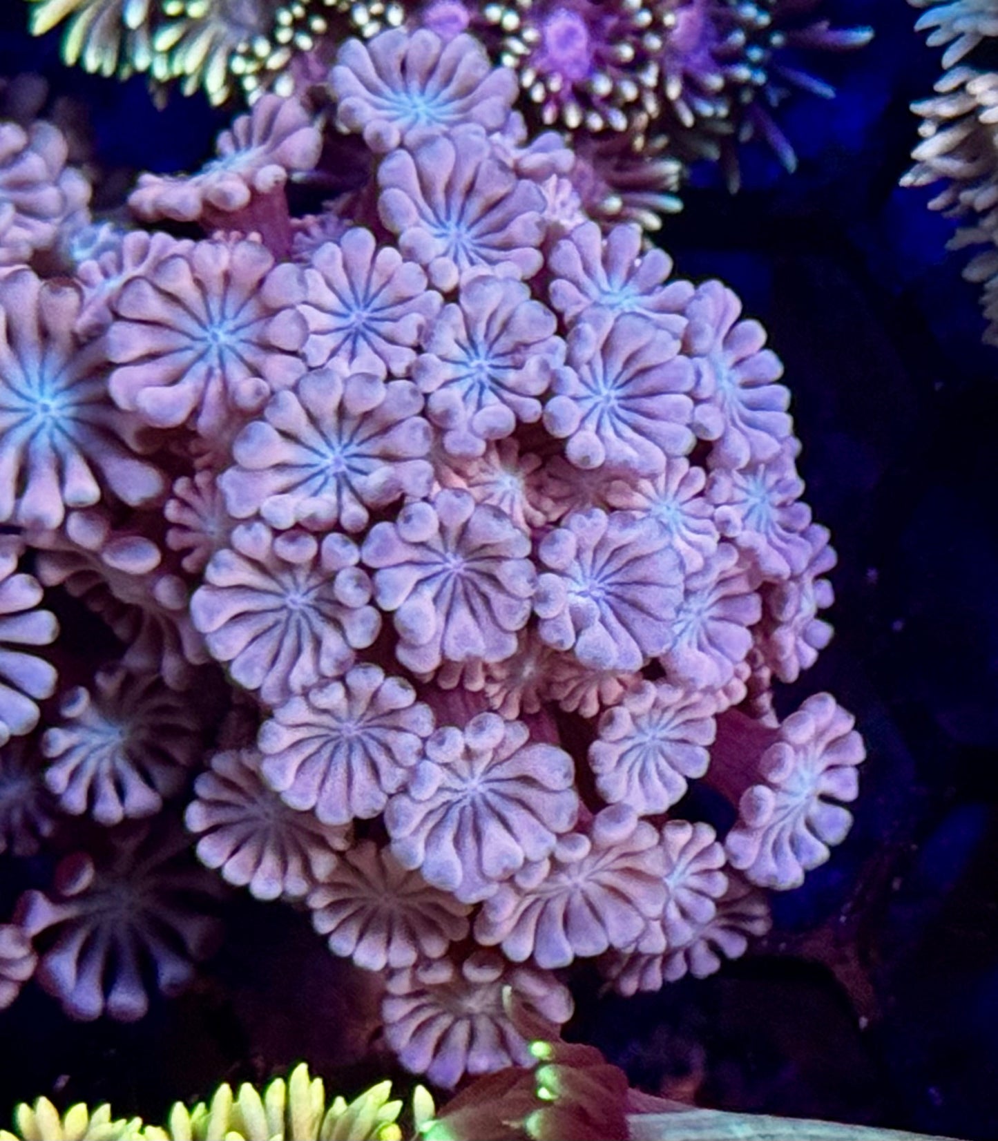 Daisy Fields Alveopora - small