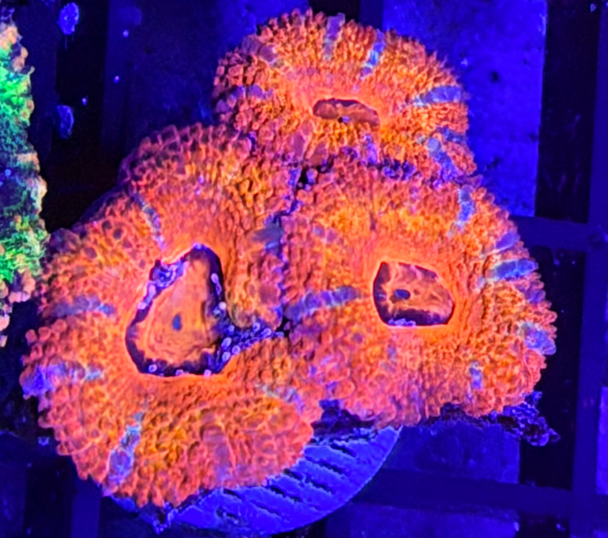 DBC Cherry Acan