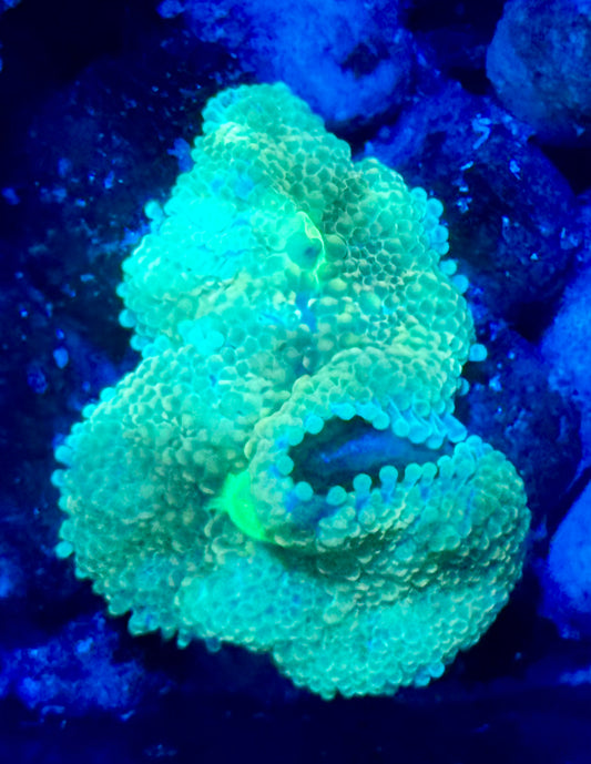 Yellow ricordia - 2 mouths