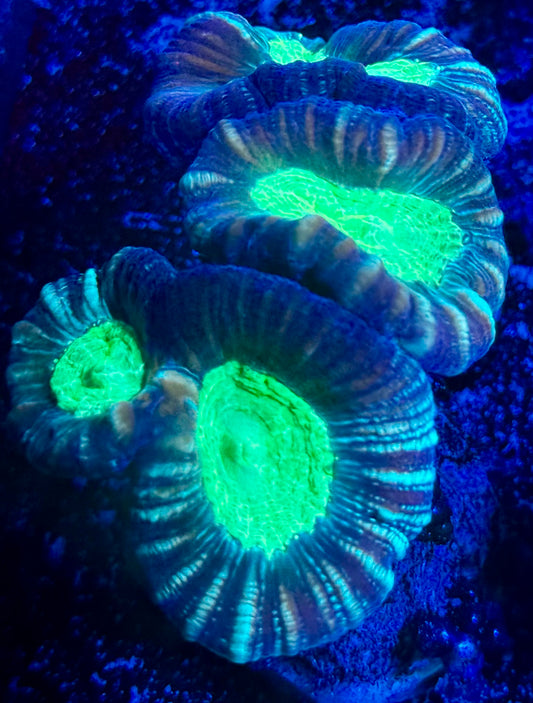 Candy Cane - 4 heads