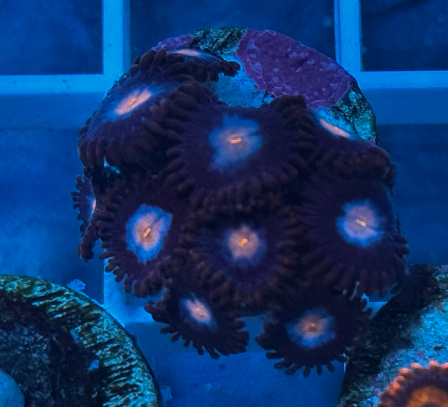 “The Dale” zoas