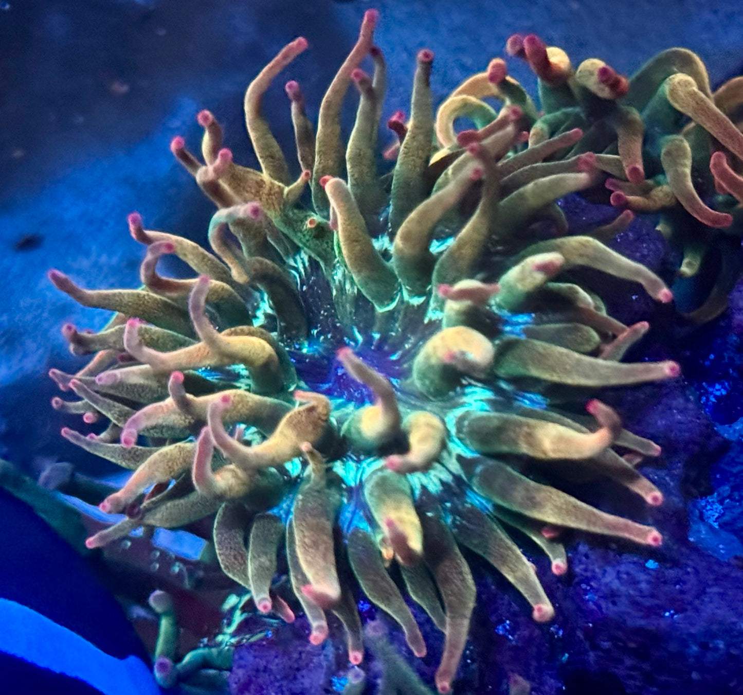 Hawaiin Punch Anemone