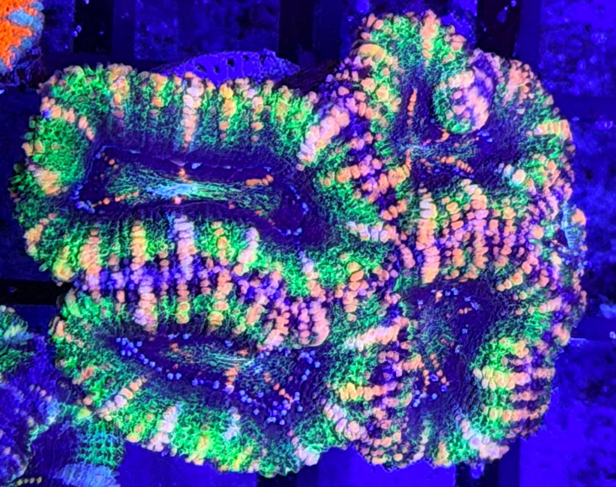 DBC Purple Skittles acan