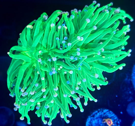 Cotton Candy torch - splitting into multiple heads