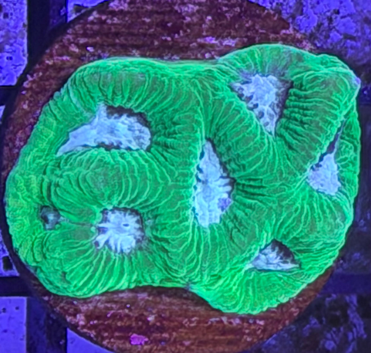 Green favia