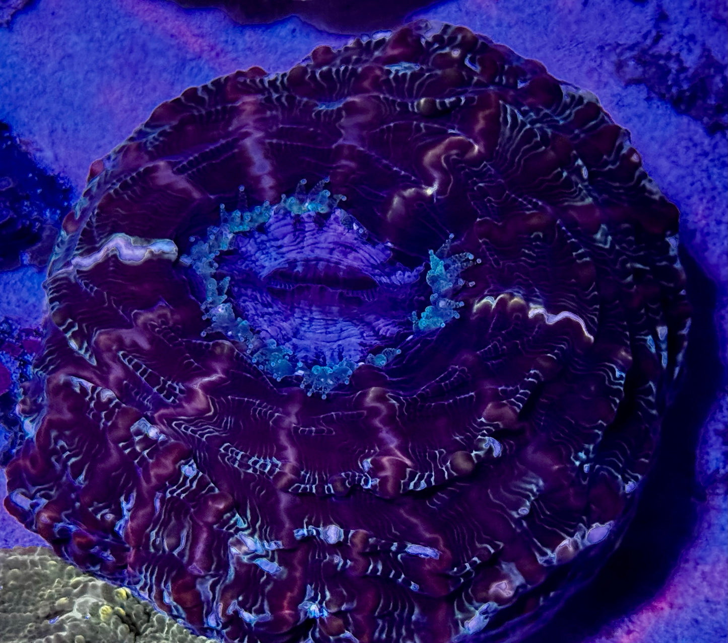 Rainbow Indophyllia