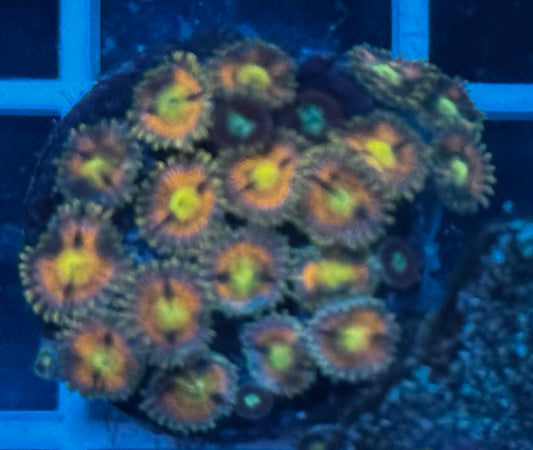 RR Kraken Zoas