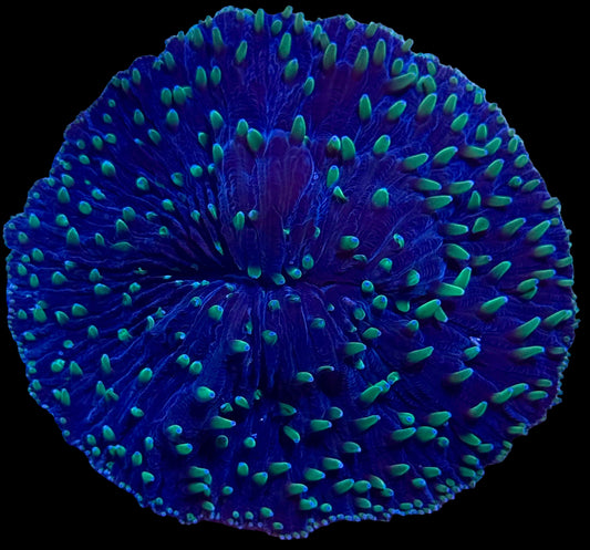 Purple Rain Plate coral - XL