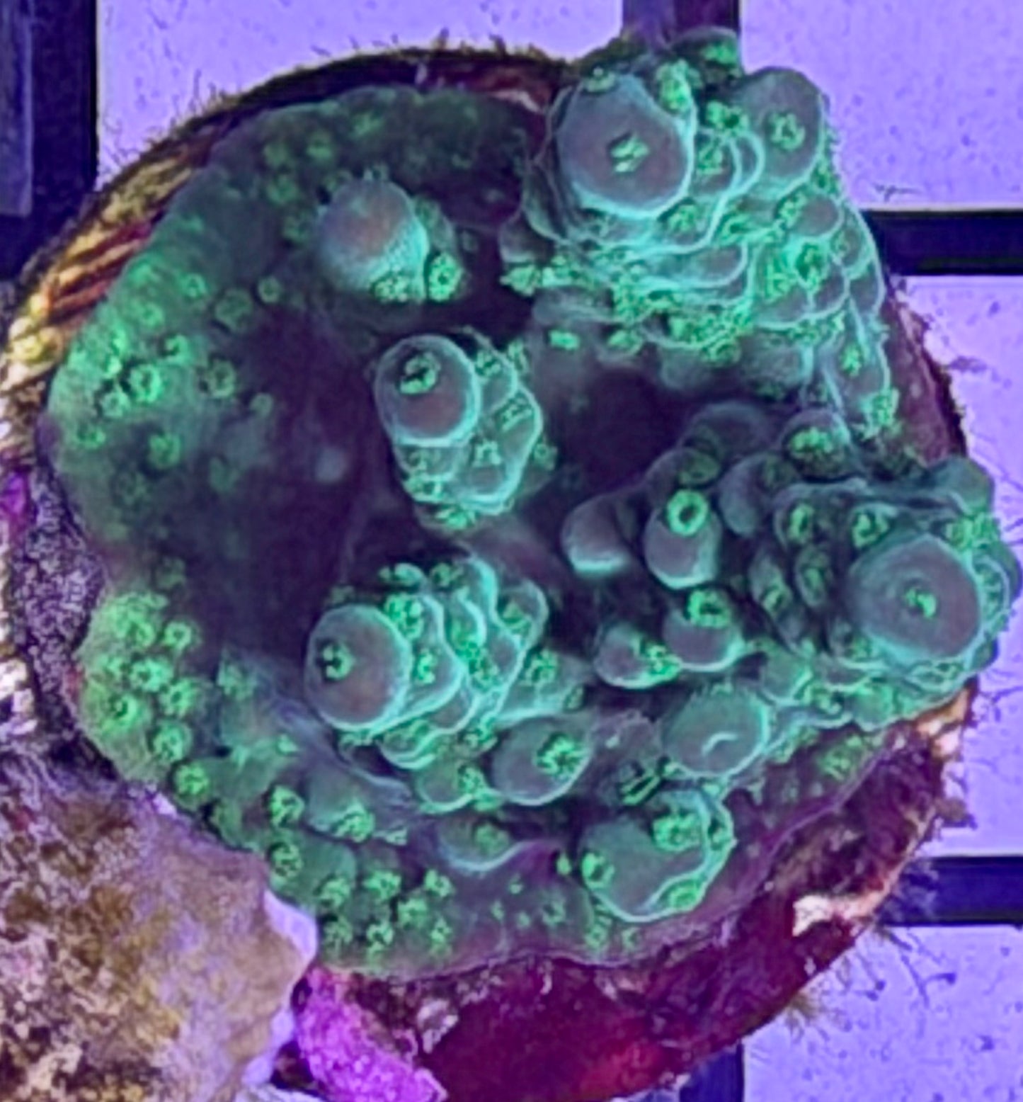Acro - no name