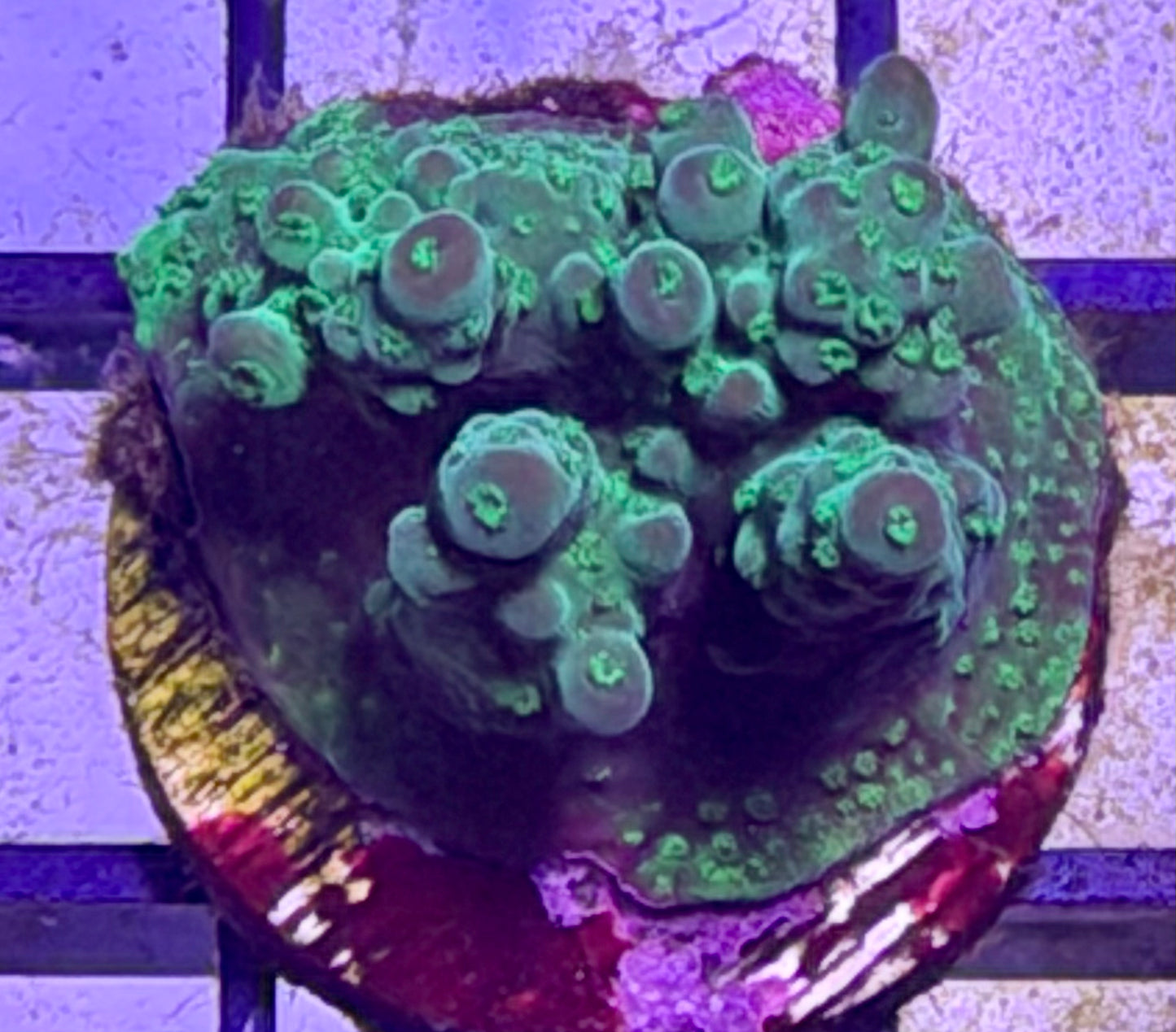 Acro - no-name