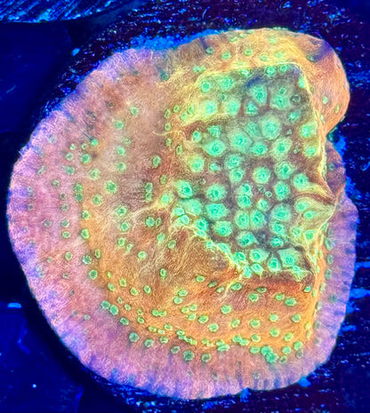 Confused Rainbow Montipora