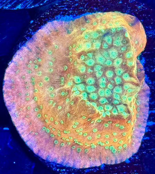 Confused Rainbow Montipora