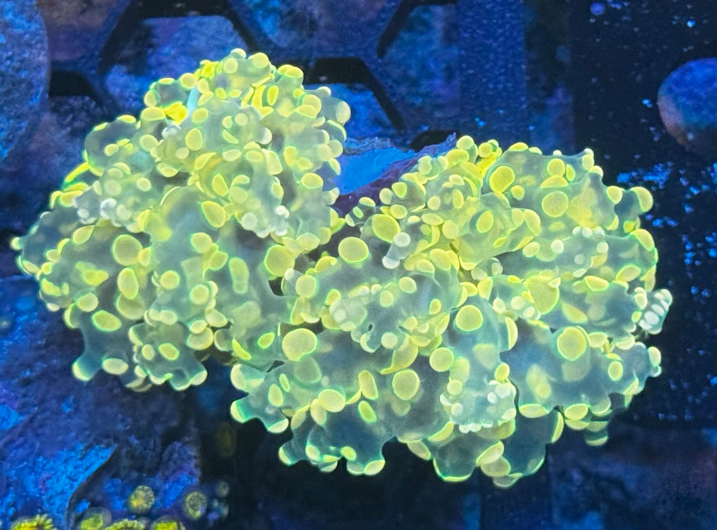 Yellow Frogspawn