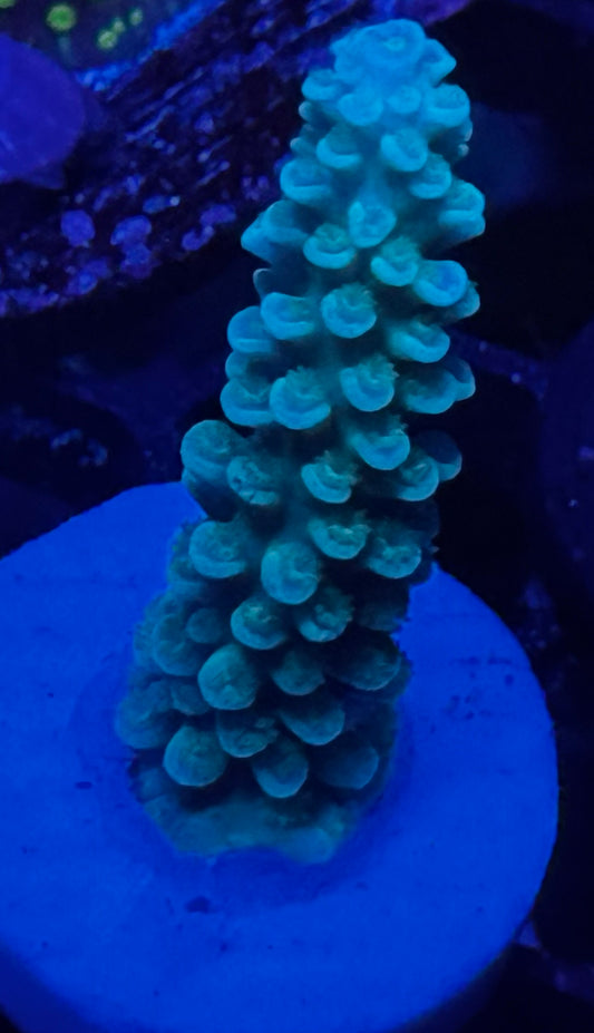 Jolly Green Giant Acro