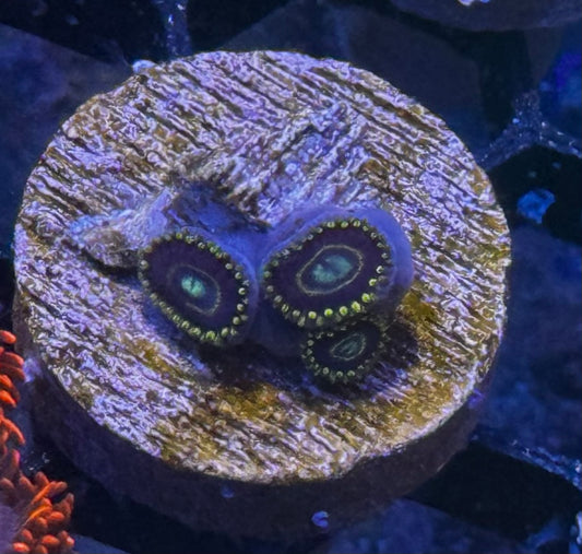Blue Hornet Zoas