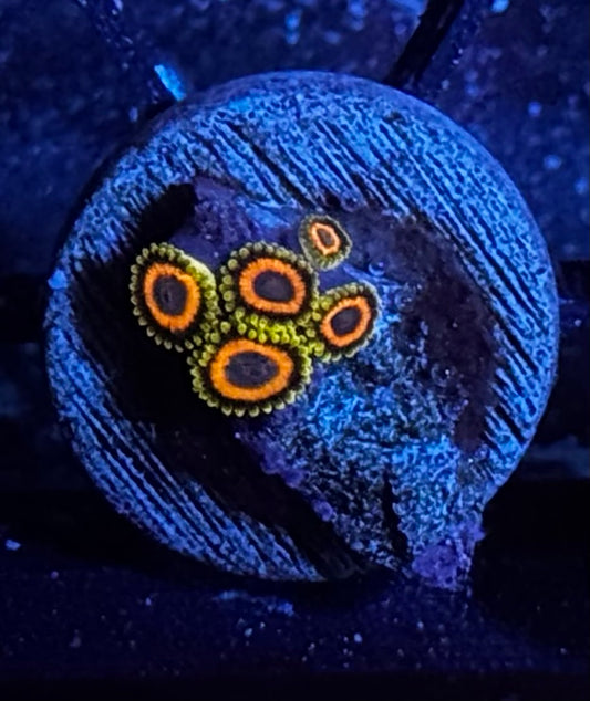 Jungle juice zoas