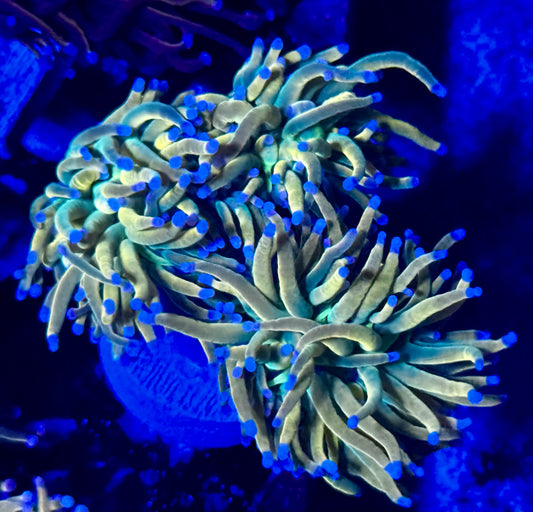 Rapunzel HG Torch - 3 heads