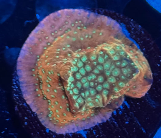 Confused Rainbow Montipora