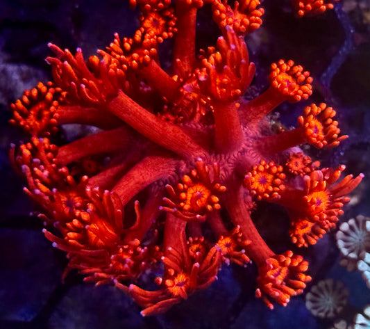 DBC Molten Inferno Goni