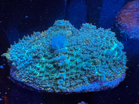 Blue Balls bounce mushroom