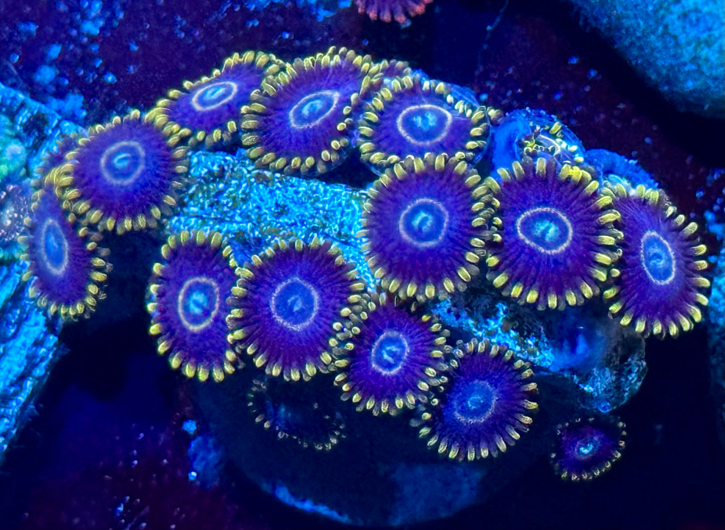 Blue Hornet Zoas