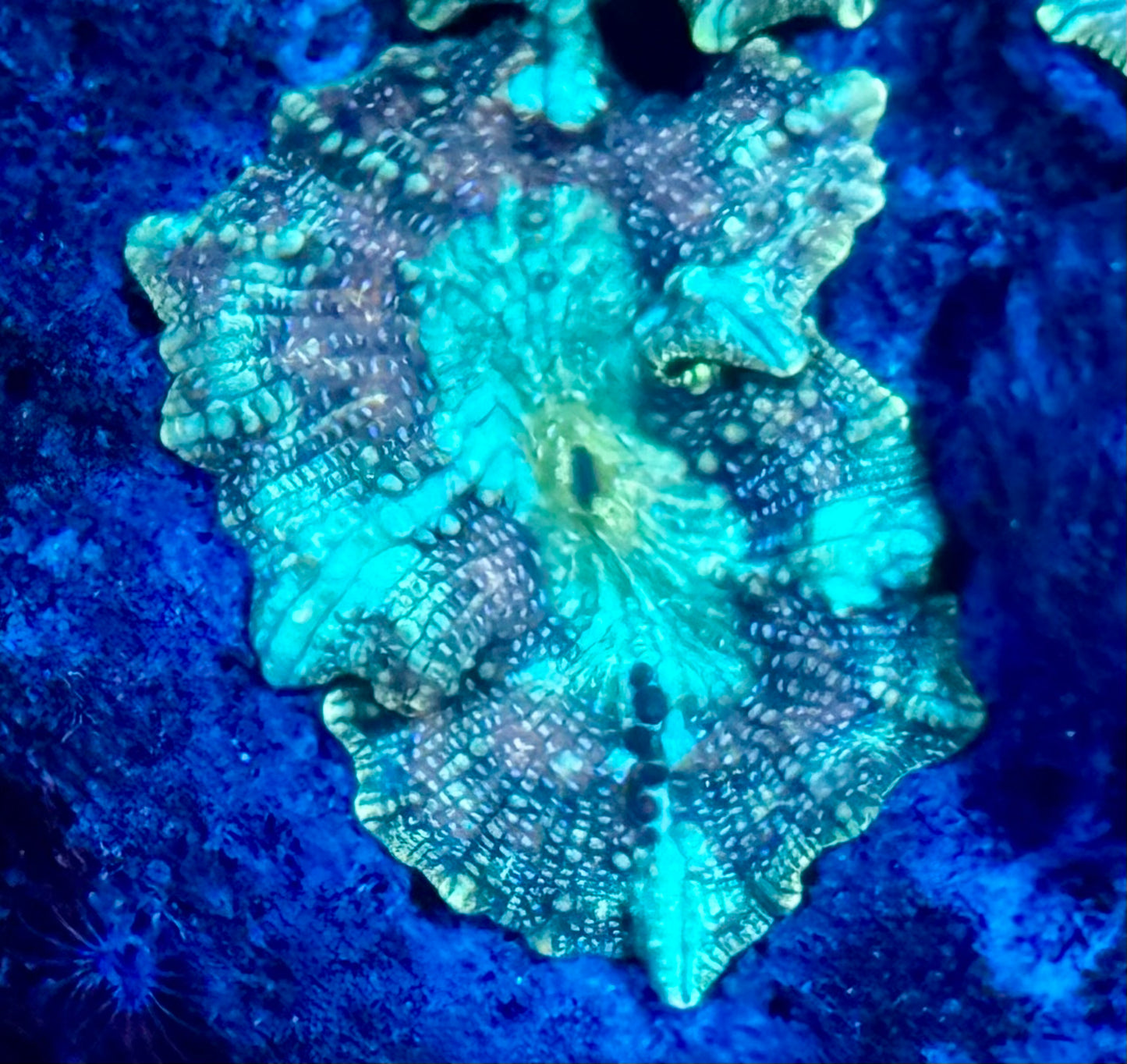 Cosmic Disco Mushroom