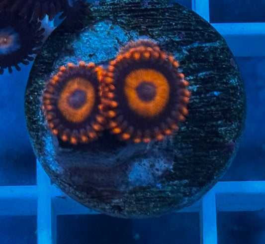 Orange oxide zoas