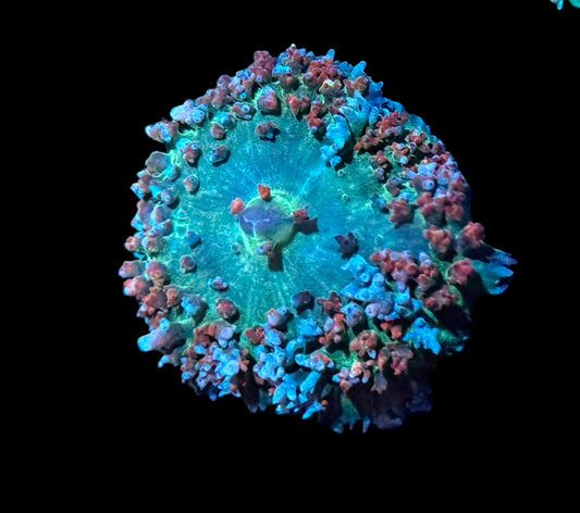 Patriot St Thomas Mushroom