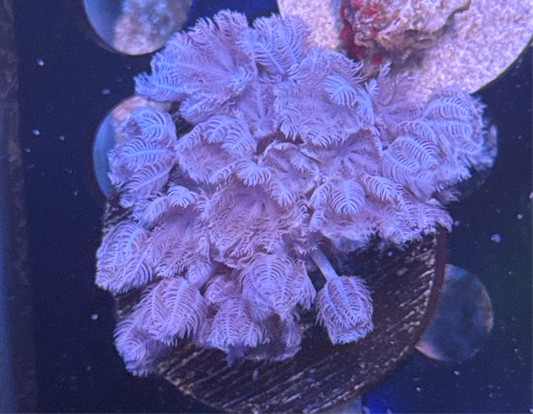 Pulsating Xenia