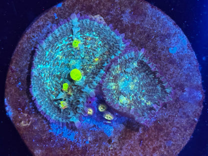 Circus bounce double w/ zoas