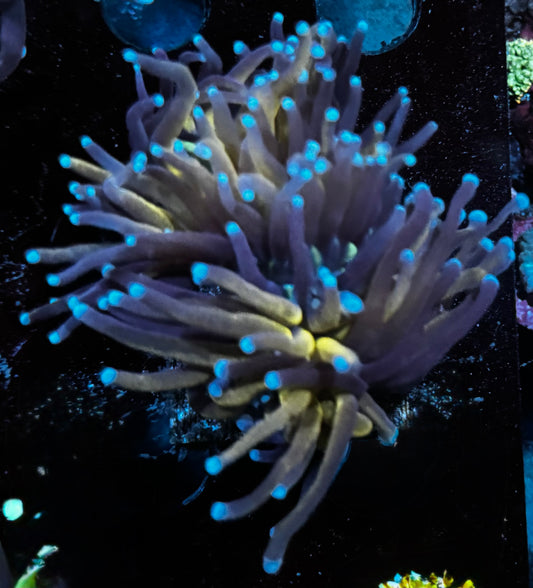 Tiger torch - splitting