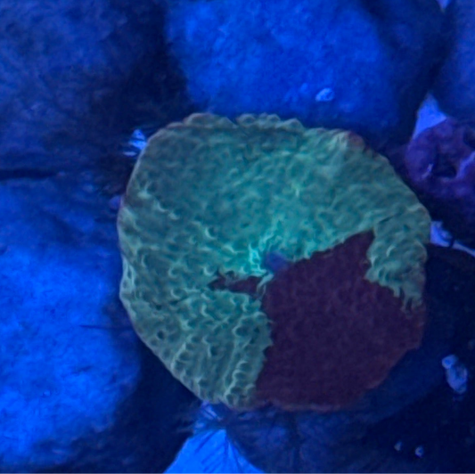 Electus Jawbreaker