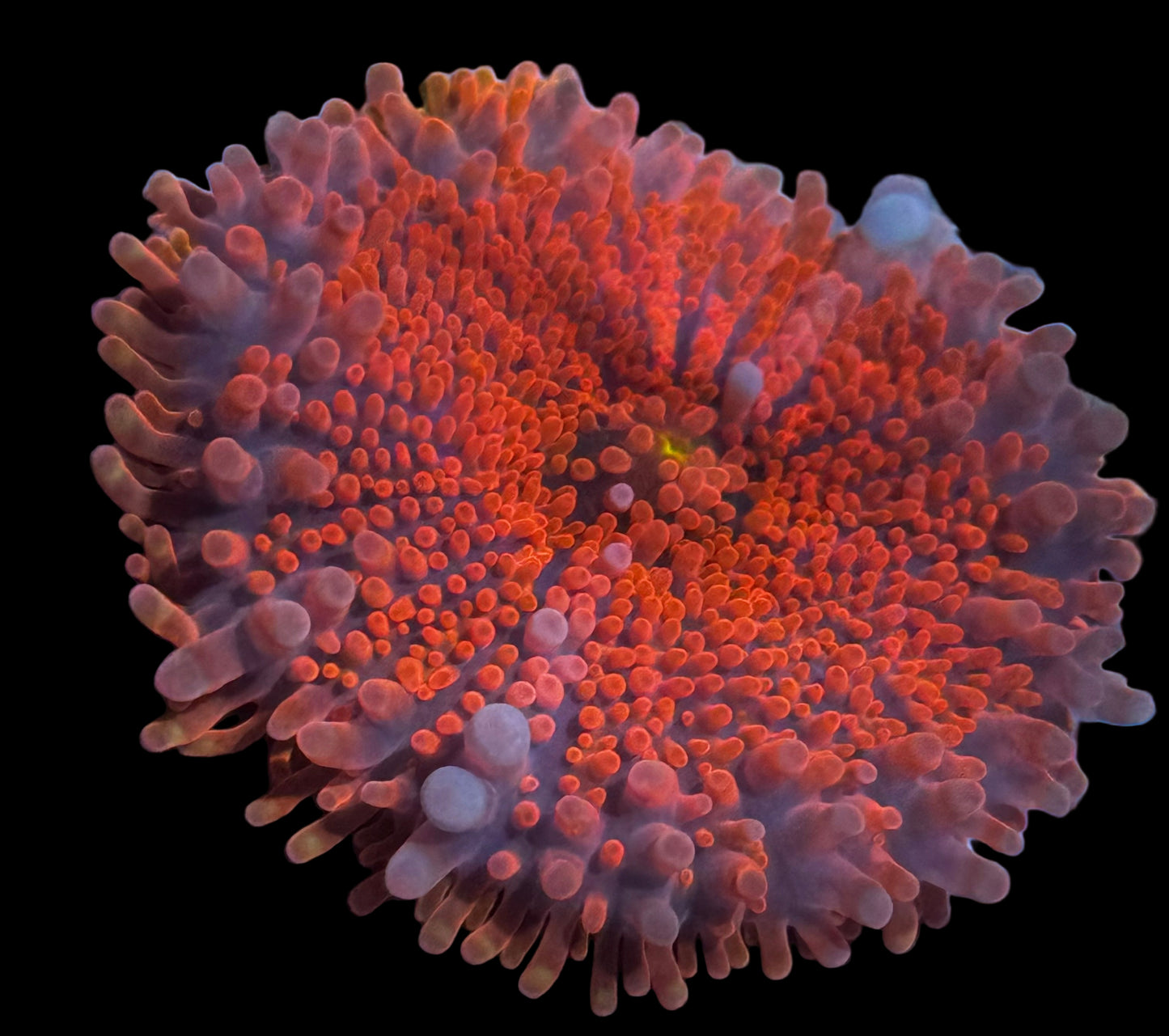 Cotton Candy Sherbet Yuma