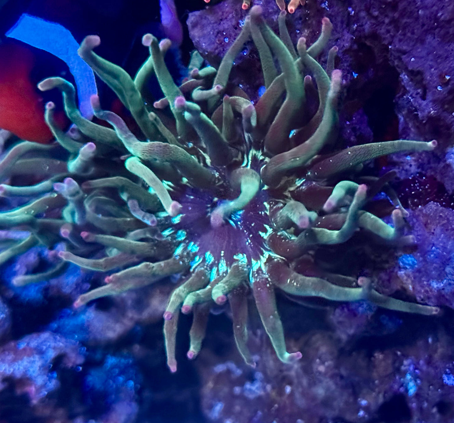 SBB Speckled Galaxy Anemone