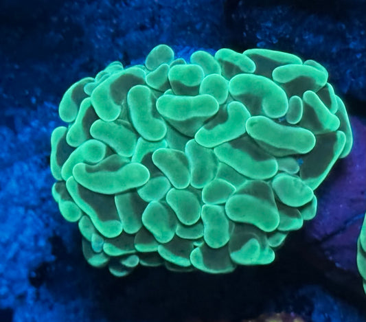 DBC “Fresh Mint” Hammer