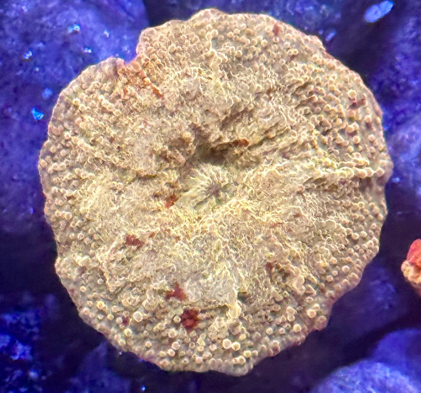 Jawbreaker with red spots