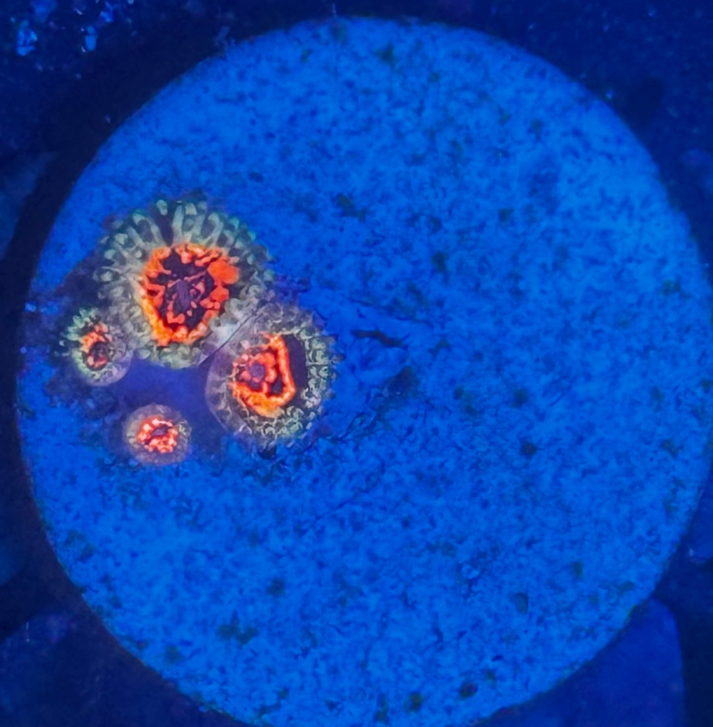 Ultimate Space Monster Zoas