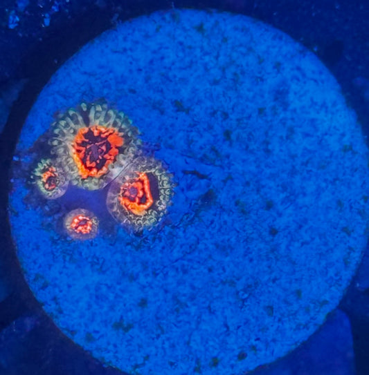 Ultimate Space Monster Zoas