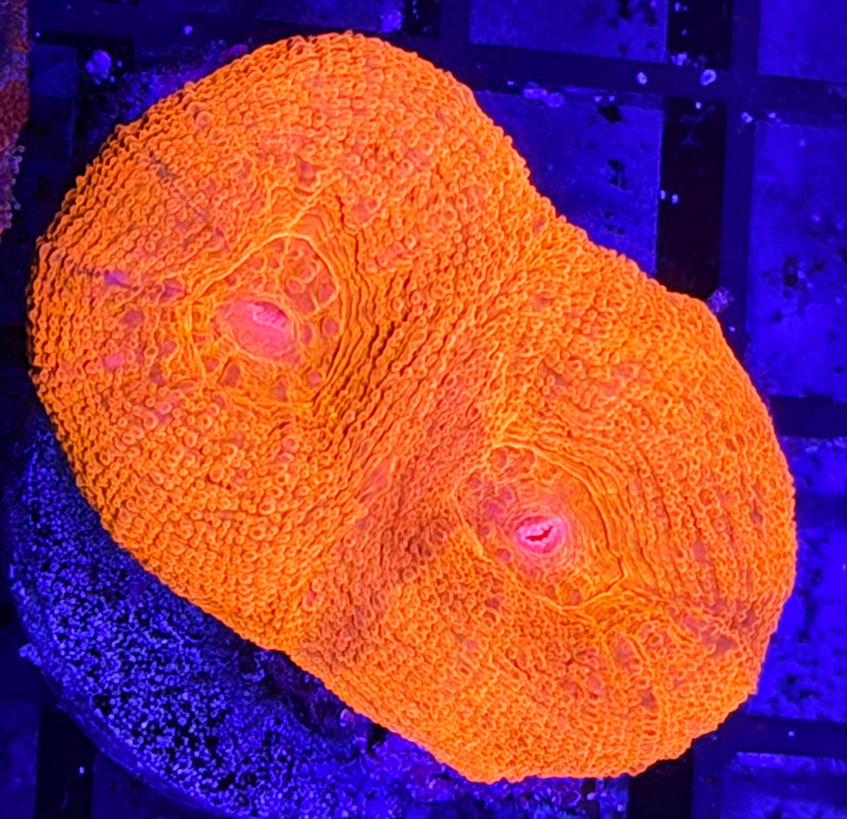BAF orange bower