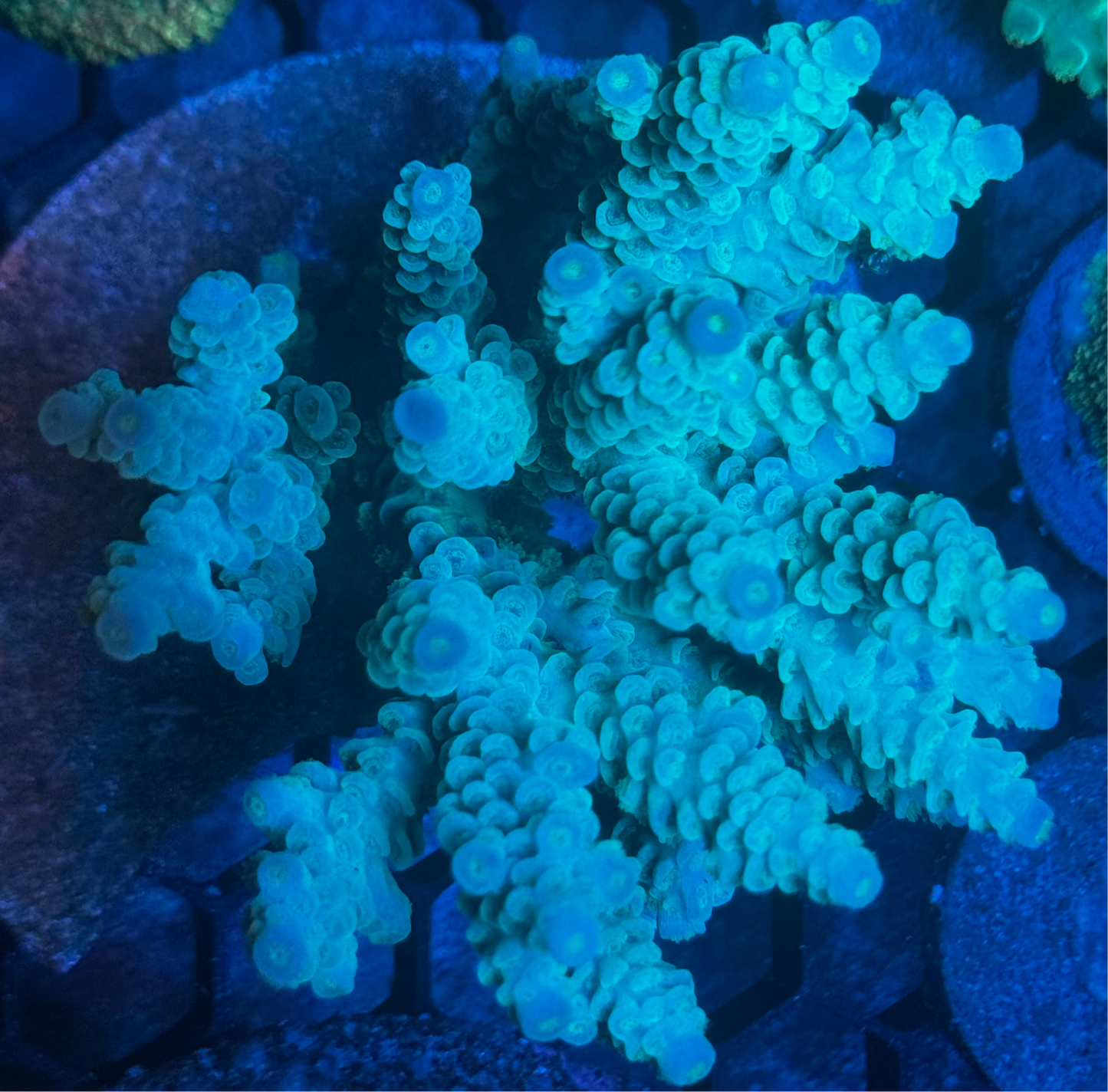 SPS Colony