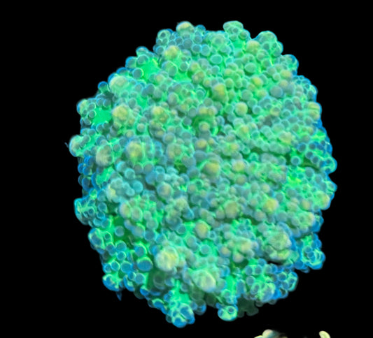 Malaysian Thin Noodle Frogspawn