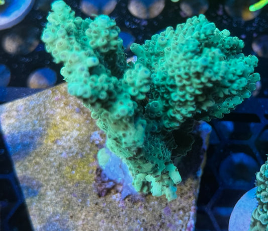 SPS colony